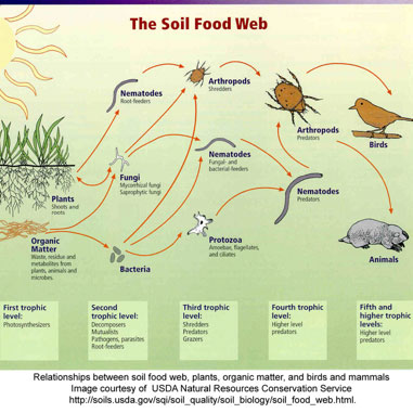 Solid Food Web