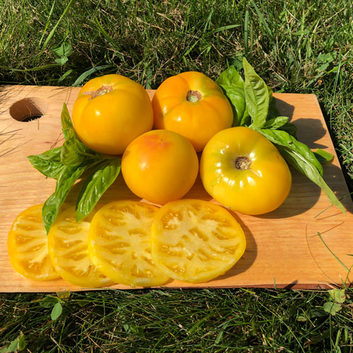 Yellow tomato